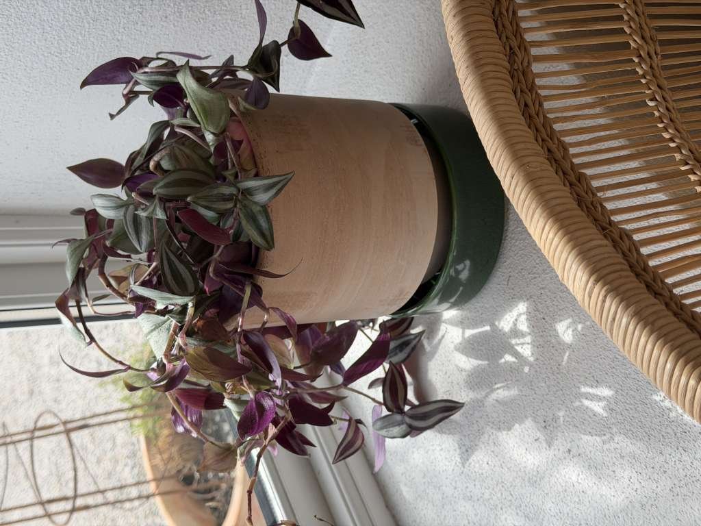Bergs Hoff Raw Rosa Med Emerald Green / Grønn Saucer/ Skål 16 cm - Bilde 7