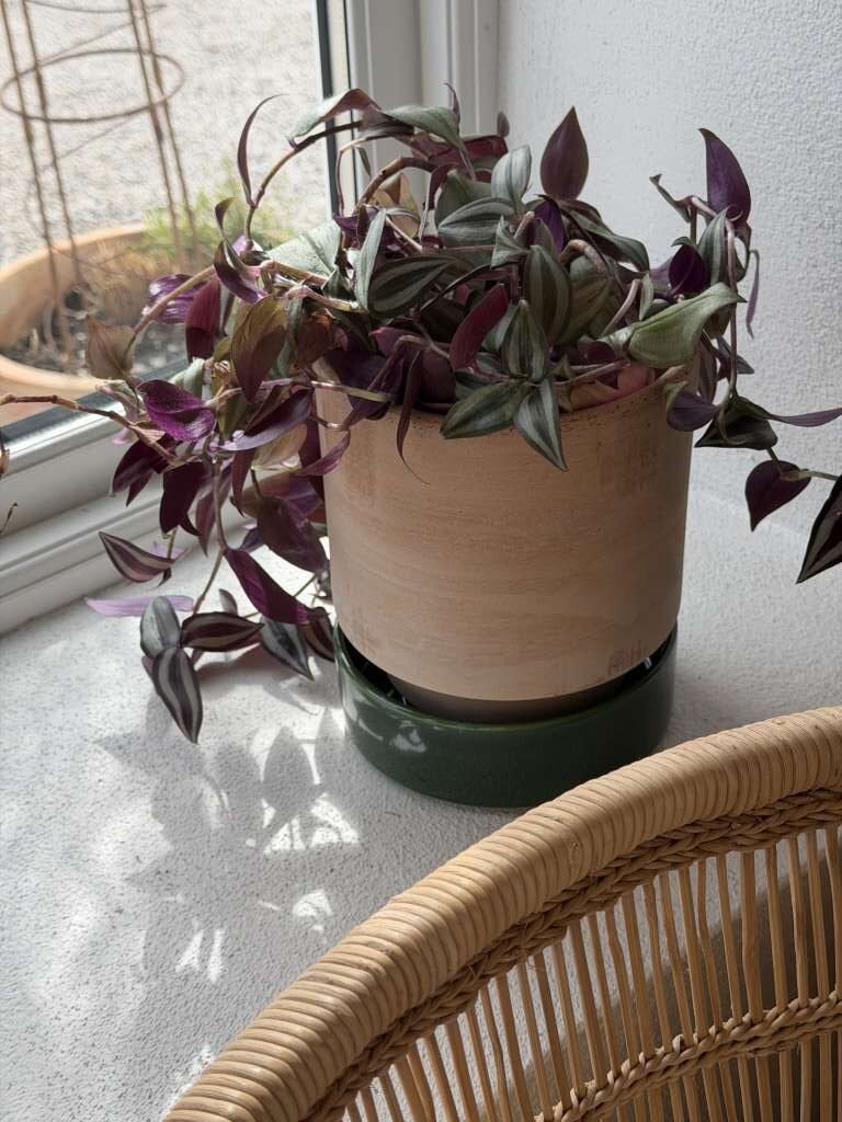 Bergs Hoff Raw Rosa Med Emerald Green / Grønn Saucer/ Skål 16 cm - Bilde 2